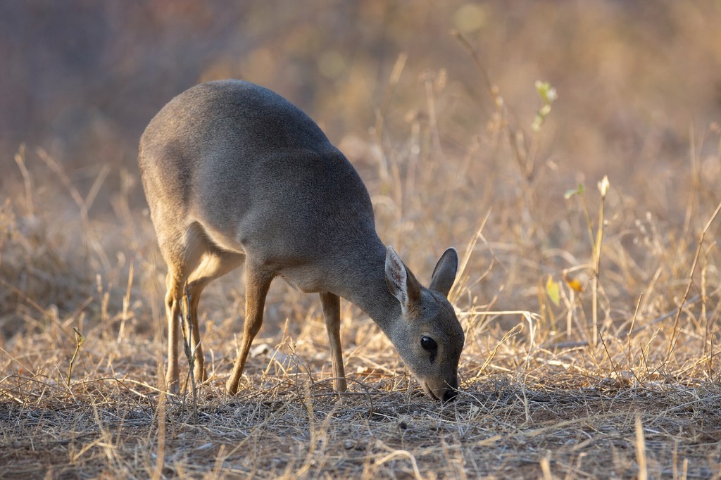Duiker on the veld
