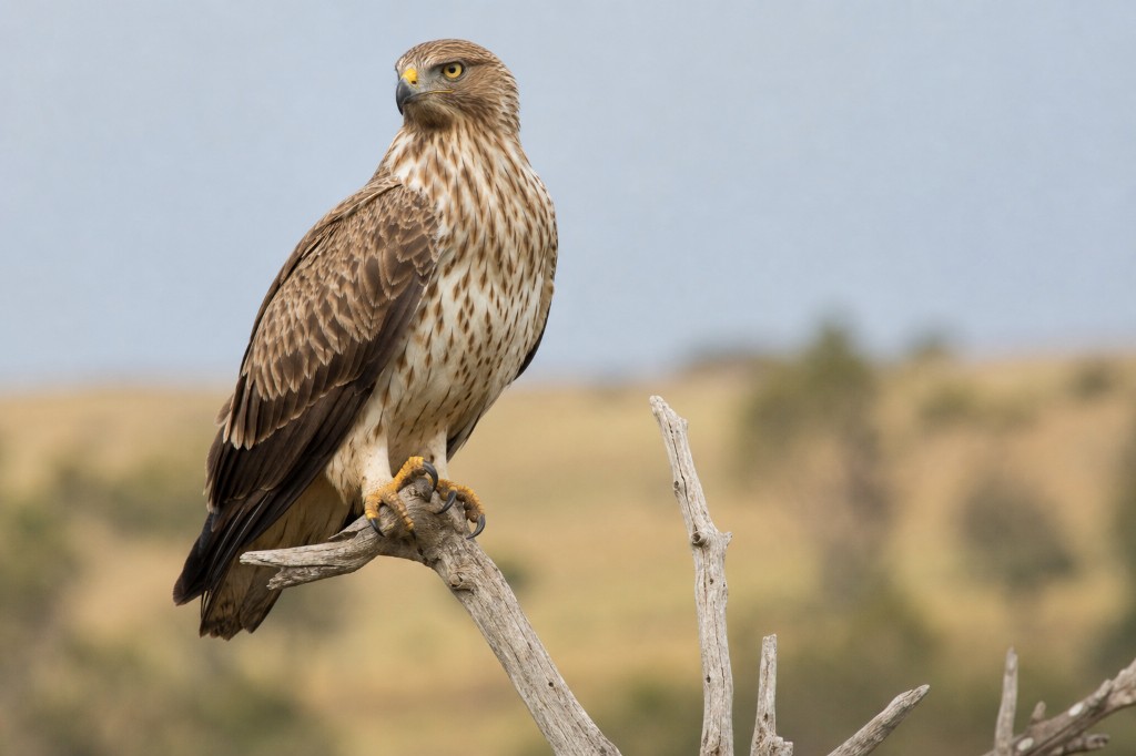 Hawk on a branch