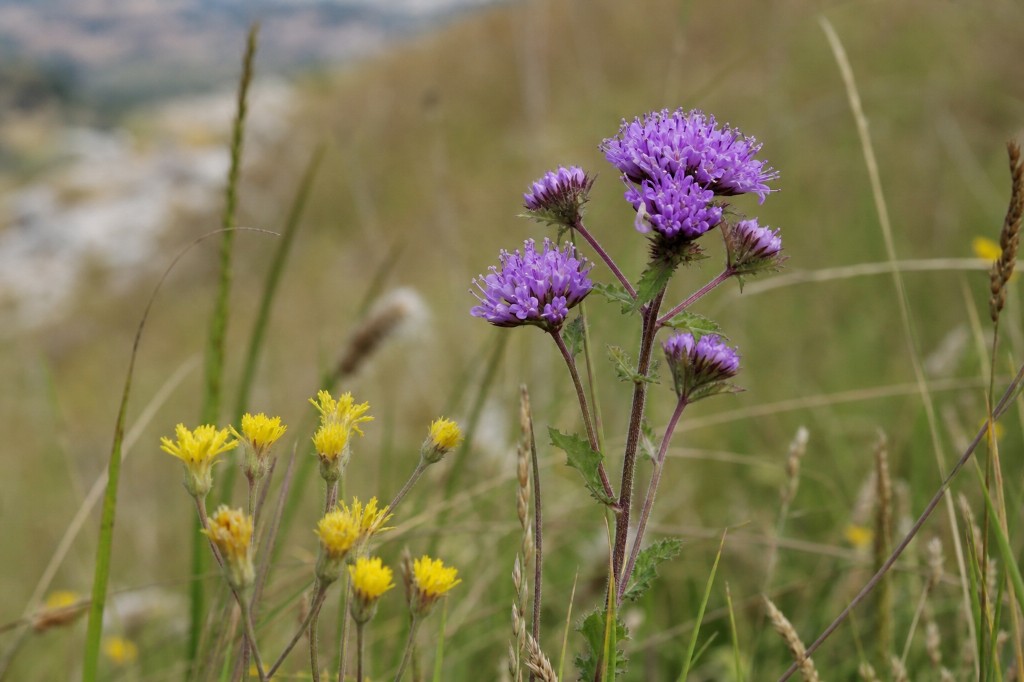 Wildflowers in the grass