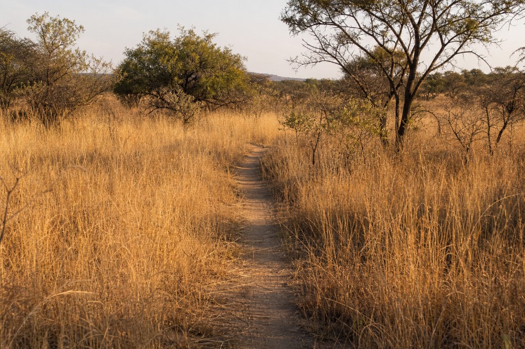 Trail through golden grass
